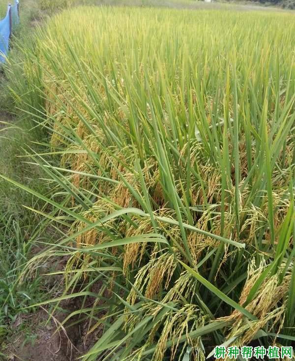 富尔3005水稻种子简介图片
