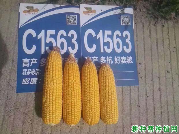 迪卡1563玉米品种好不好?